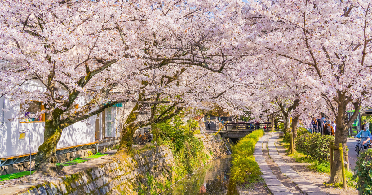 Cherry blossoms japan 2026